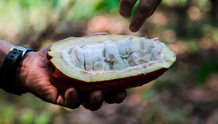 Casanare albergará Seminario Internacional del Cacao