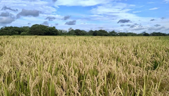 Gestionan compra de arroz en Puerto Gaitán (Meta)