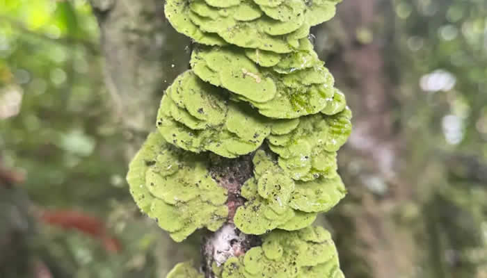 Expedición reveló fortalezas naturales del Guaviare